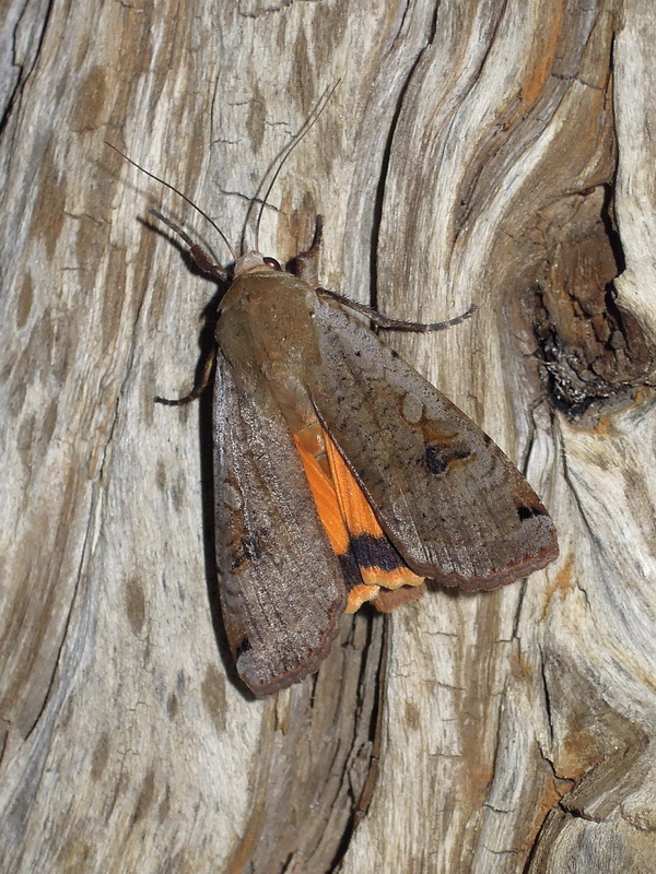 Noctua pronuba